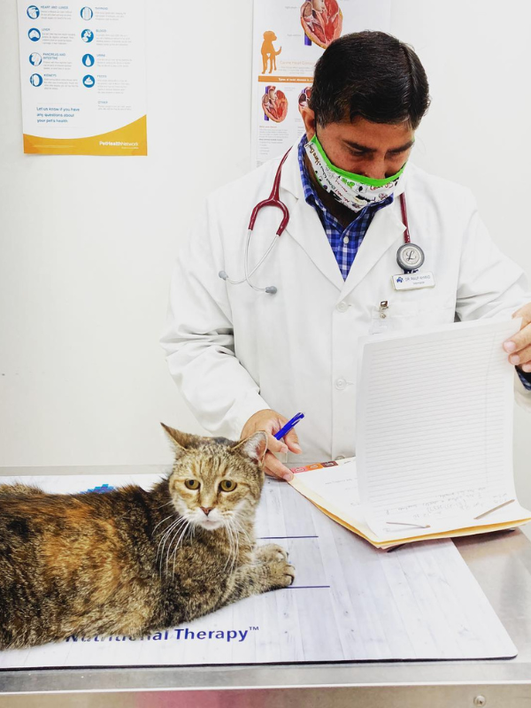 a vet Checking the list for cat boarding