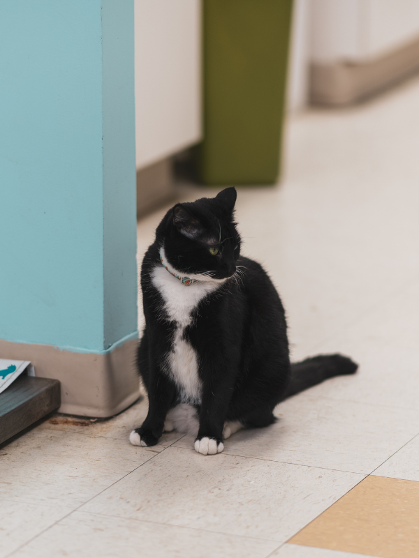 A black and white cat sitting on the floor