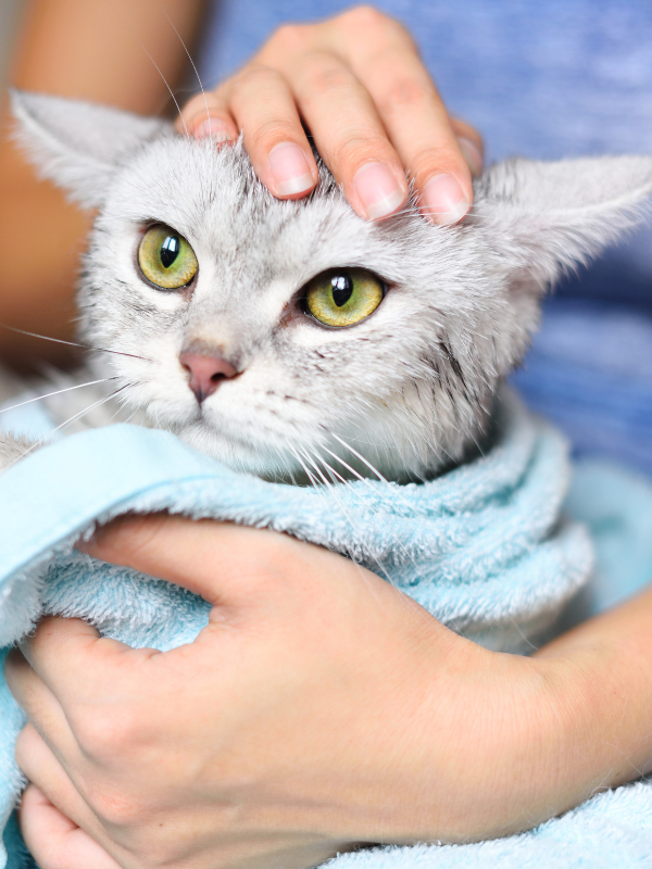 A cat with green eyes is wrapped in a blue towel